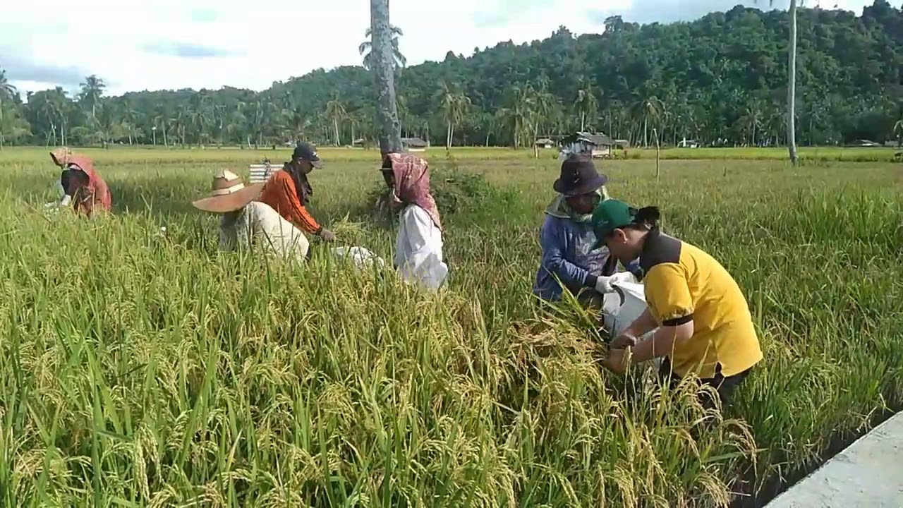 Panen tanaman padi sawah desa banuagea kec.tuhemberua 