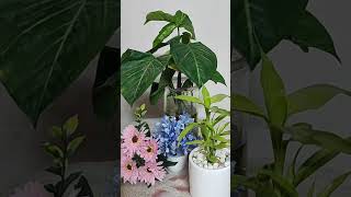 Dr. Seema Verma is live, good evening everyone #live#shorts #yt