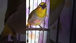 Pleci Bustomi gunkar ngalas nembak #plecigacor