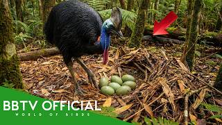 Download Lagu Cassowary: 999 Days From Egg to Survivor MP3