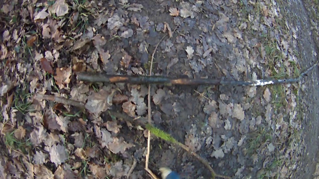 le pied avec ma jeune chienne Beagle Harrier Osmose âgée de 18 mois