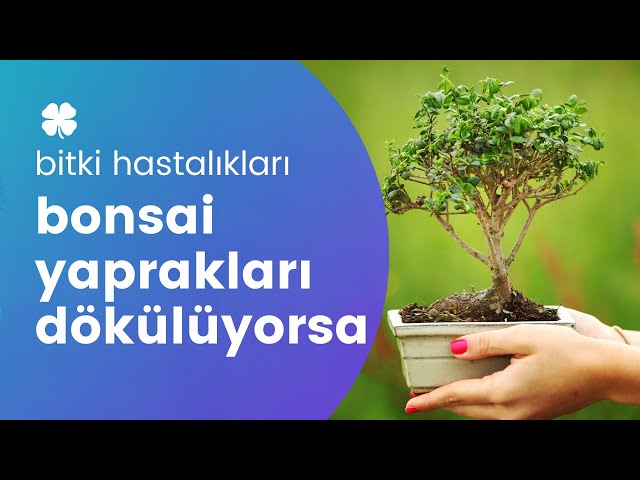 What Should You Do If Your Bonsai Tree's Leaves Are Falling? | Humidity  Therapy - YouTube