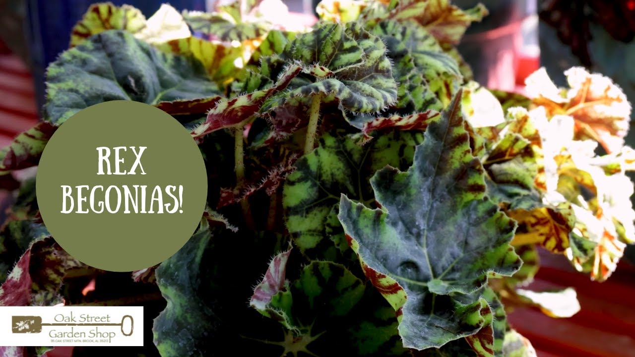 Rex Begonias’ Unique Leaf Patterns!