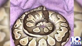 Ball python found inside U-Haul truck
