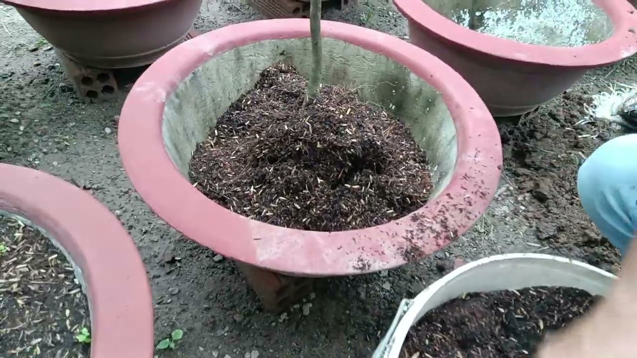 Trồng mai bằng bao xi măng bỏ đi và cái kết 🤪