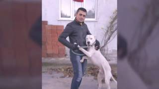 Pitbull Türkiye Evlatları Part 4
