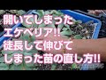【多肉植物】開いてしまったエケベリア!!徒長して伸びてしまった苗の直し方!!【succulent】トロピカルガーデン