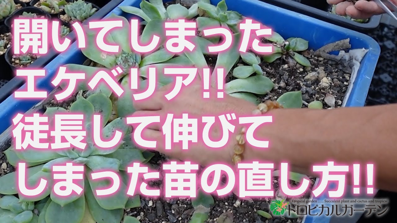 Succulent] Recommended for beginners!! Planting set!! Even if it's