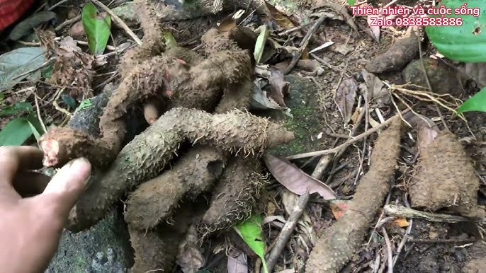 Dược liệu Tây Bắc Khám phá những kho tàng thiên nhiên quý giá