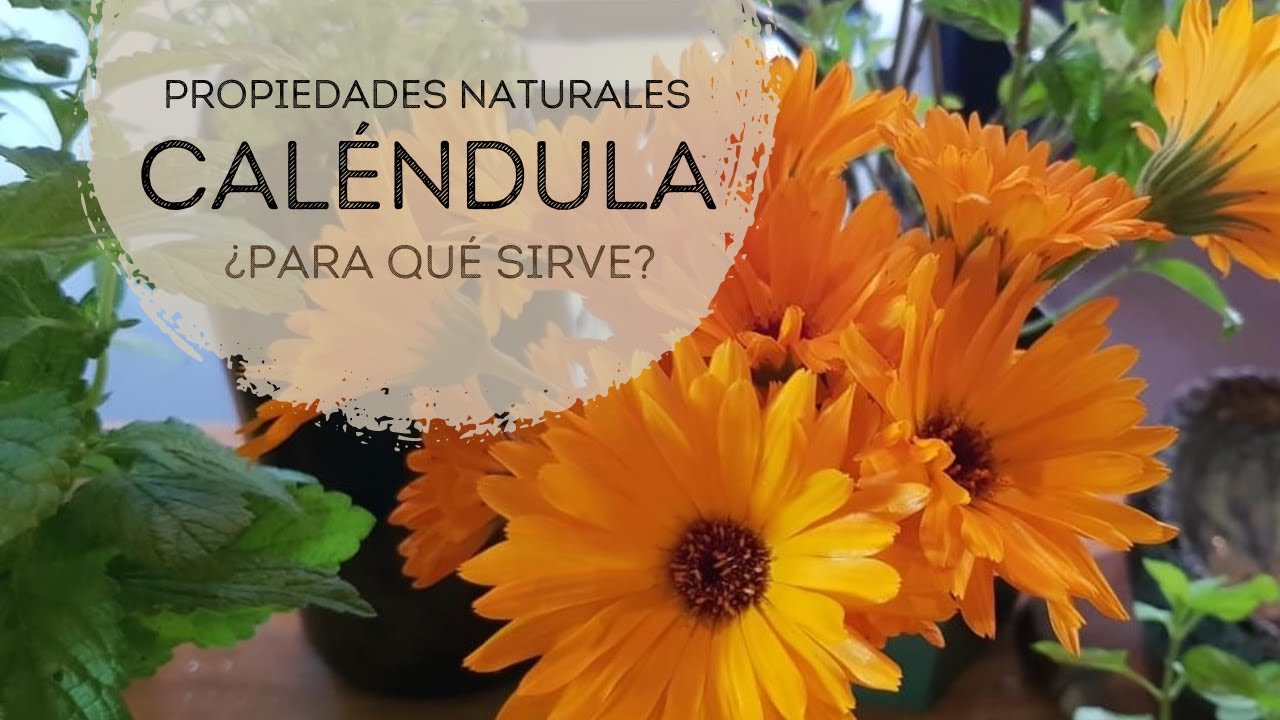 Caléndula ¿para qué sirve - Propiedades medicinales - YouTube