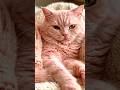 So cute 🥺This cat will melt your heart 😻#catshorts #petshorts #cuteanimals #shorts🟢 #viralshorts