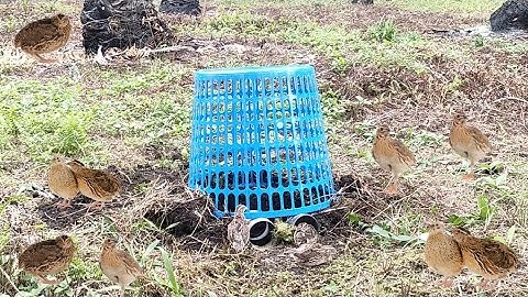 Easy Unique Underground Quail Bird Trap Using Paper Box And Deep Hole - Simple Quail Trap Work 100%