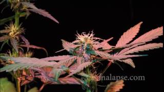 Ca Jillybean Preflower Moco 1