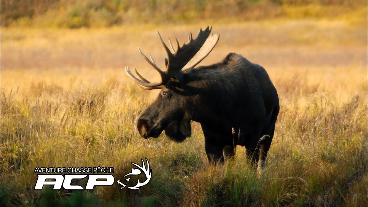 Michel Therrien - Quand caller ou ne pas caller l'orignal