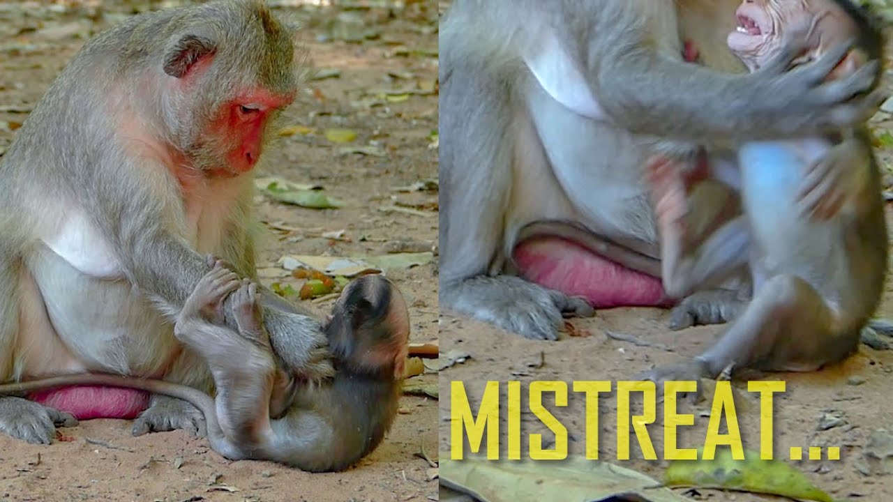 Million Pity! Monkey Jade Mistreat Monkey Jinx So Bad