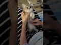 お祖母ちゃんに抱っこされる甘えん坊のマンチカンの仔猫 A spoiled Munchkin kitten being held by his grandmother #cat #cute #マンチカン