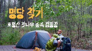 [캠핑장리뷰] 호명산 잣나무 숲속 캠핑장 전체 사이트 리뷰 | + 호명호수 가는 법