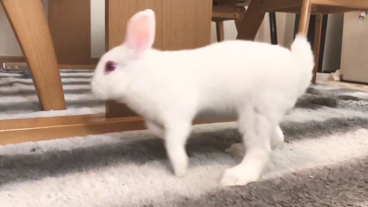 うさぎ スローモーション アルビノ Youtube