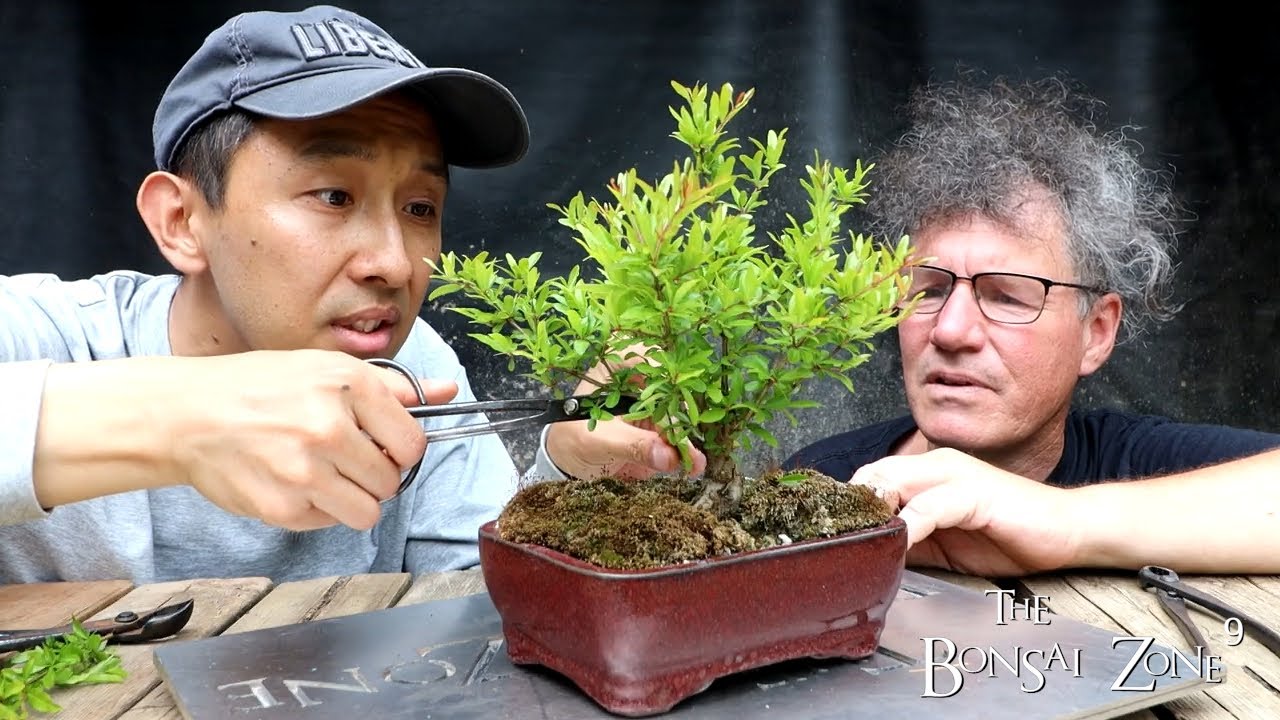 Friday with Xin and a Special Surprise!! , Part 1, The Bonsai Zone