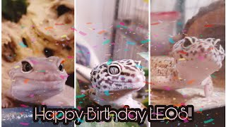 Feeding the Leopard Geckos Hornworms for their BIRTHDAY! |FEEDING VIDEO | by K.B's World of Pets 588 views 2 years ago 8 minutes, 9 seconds