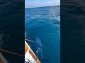 tuna timbul kepermukaan langsung digantol #spearfishing #amazing #yellowfintuna