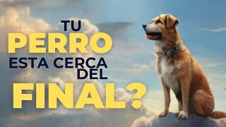 ¿Cómo saben los PERROS que se es su FINAL? La respuesta te sorprenderá.