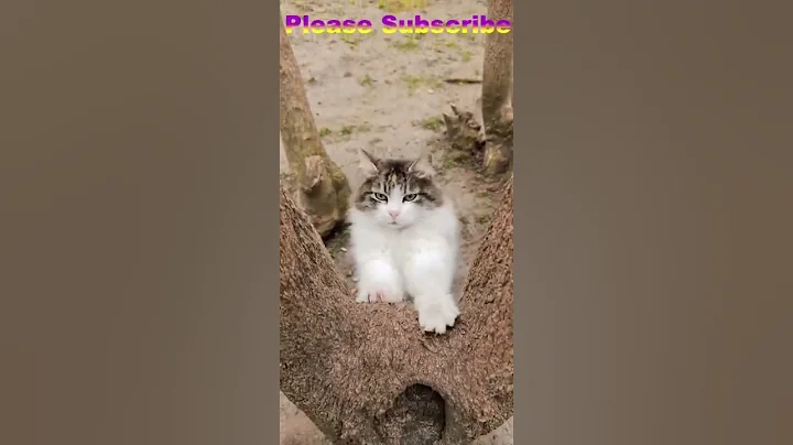 Video 4497781: kitten meow cutecats funnycats, cat cutecat meow funnycat, cats meowing compilation funnycats, compilation funny cat cutecat