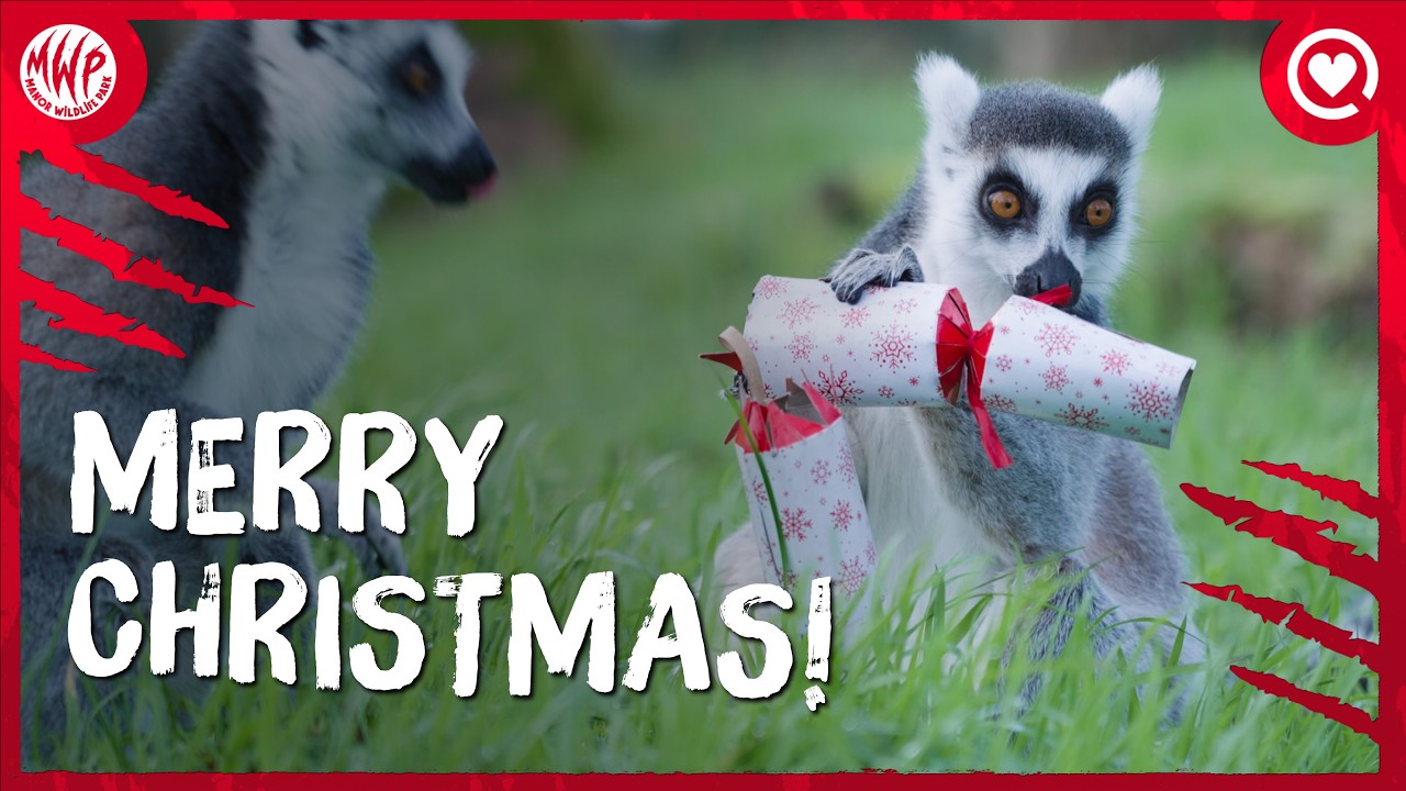 Christmas at Manor Wildlife Park | Behind The Scenes