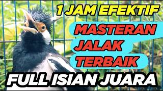 Burung Jalak Suren Malam Hari Gacor Full Isian Suara Unik Kreasi Mewah