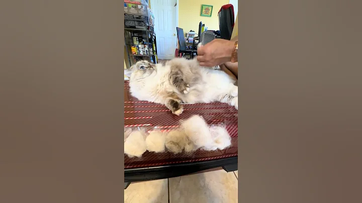 Video 10023981: longhair cat, pet brush cat, furry pets