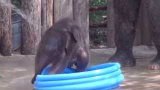 Fort Worth Zoos Baby Elephant Plays In Pool