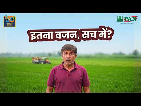 मोटा, वजनदार दाना और भरपूर पैदावार - यही है PAN 2423 की असली पहचान।