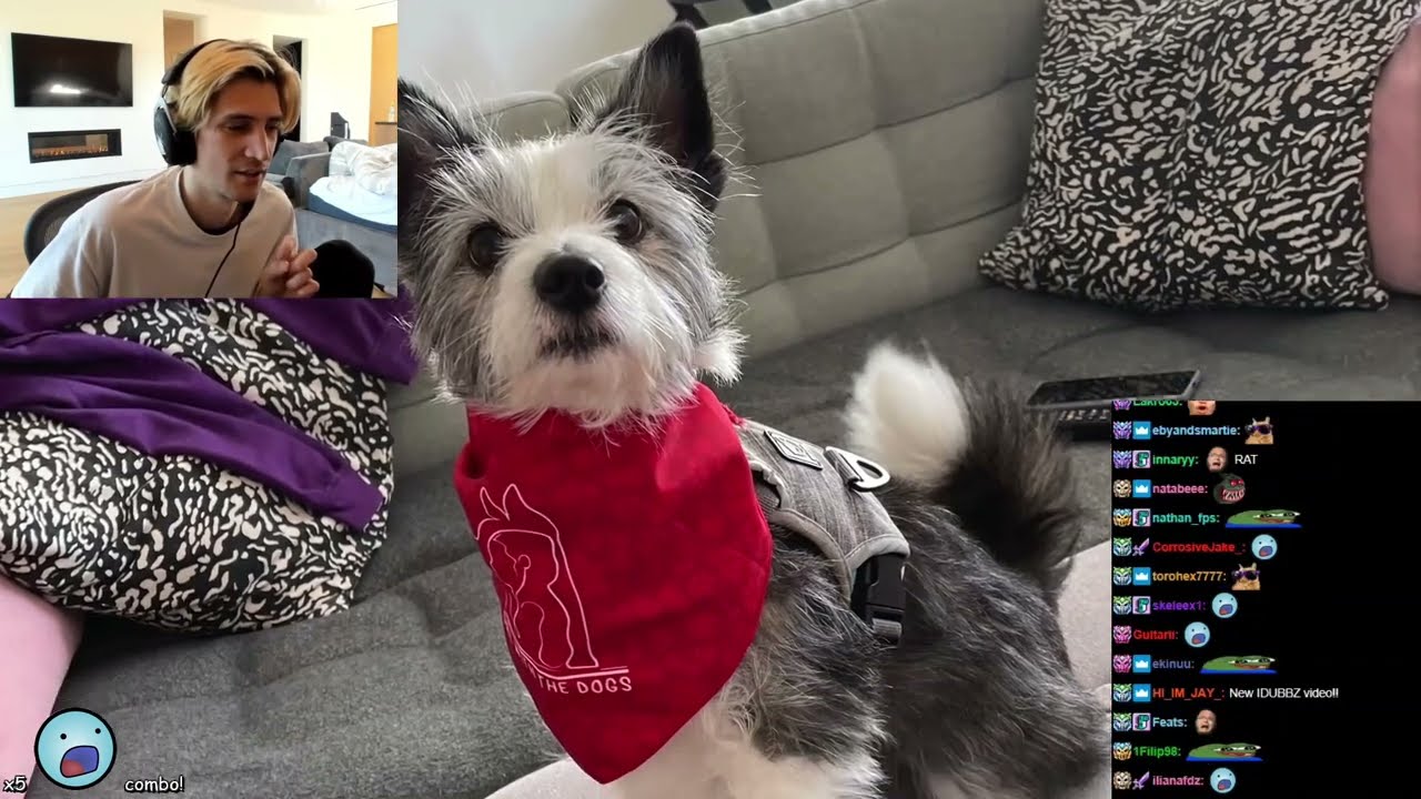 xQc reacts to Animal grooming video || Girl with the dogs