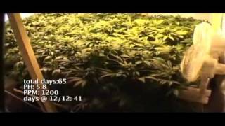 Medical Marijuana Grow 3