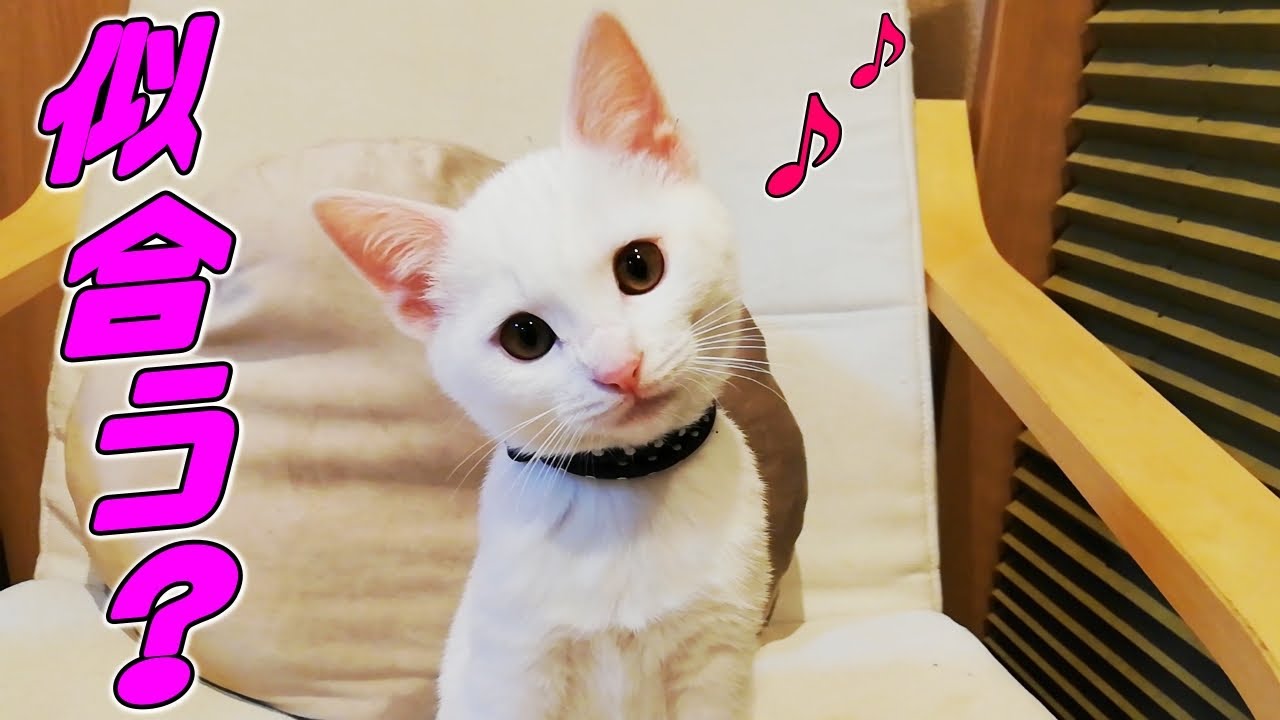 わんぱく子猫に初めて首輪をつけてみたら…♡[保護子猫] - YouTube
