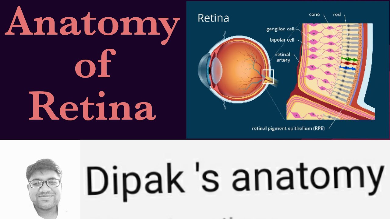 Anatomy of Eyeball (Part3) Inner coat/Nervous Coat/Retina YouTube