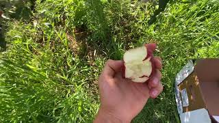 William’s Pride, Early Apple variety
