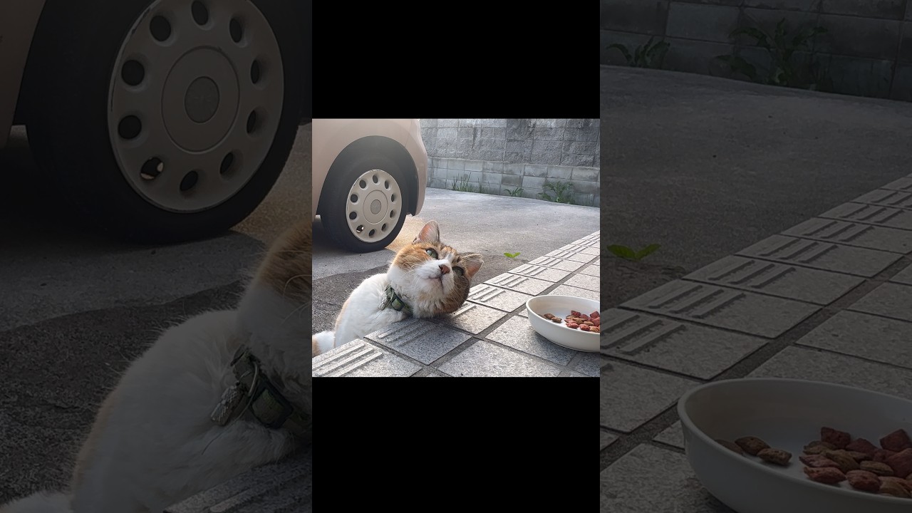 ミケにGPSを付けました。久しぶりにね。地域猫。