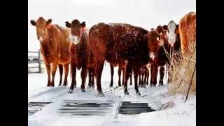 What Are Concrete Cattle Guards? Get The Answer Here
