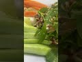 Must watch fresh beef and veggies 🥗 salad 🥗 #shorts#delicious#recipe#spicy#musttry#mustwatch#beef
