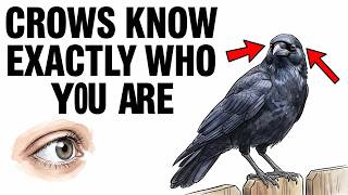 "Crows Never Forget a Face — What They Do With That Memory Is Terrifying"