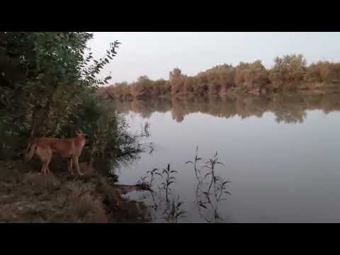 ایا محل کار شما هم همچین منظره زیبایی داره شوش دانیال خوزستان حامی حیوانات حیوان خانگی شوش