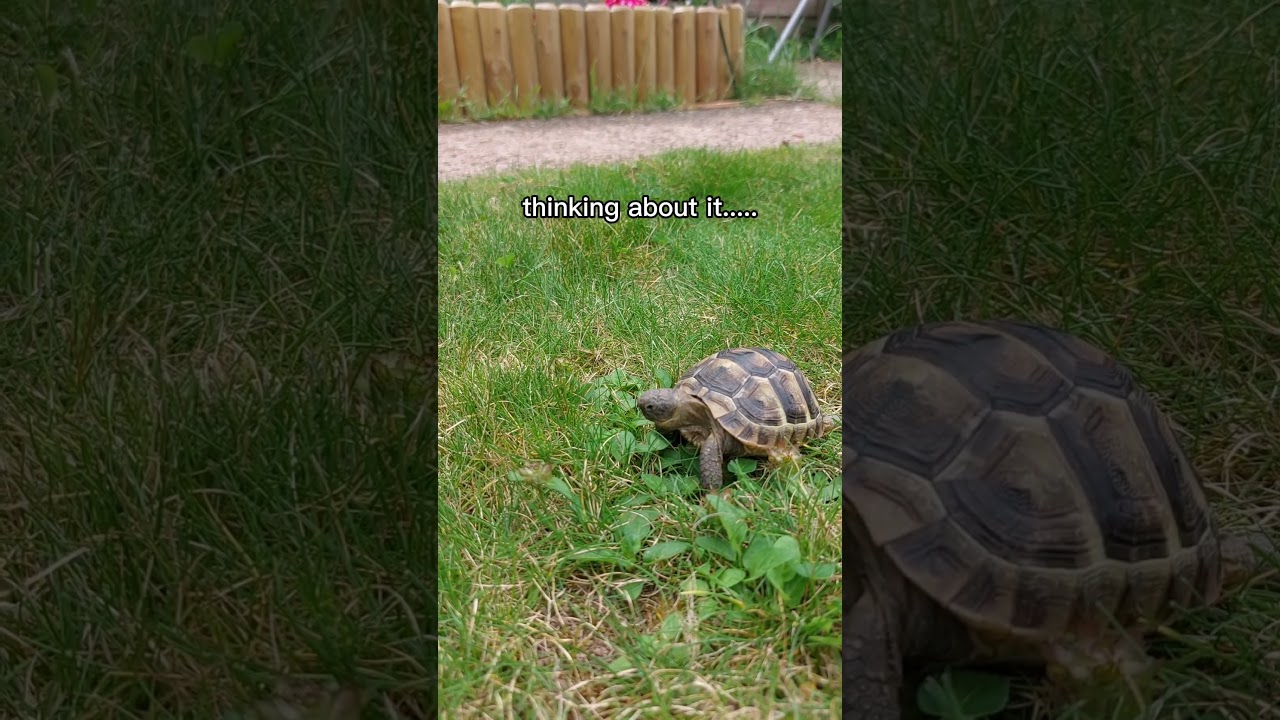 Baby Tortoise being fussy!  