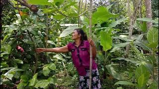 LOOKING FOR FIREWOOD WITH PAK LAN