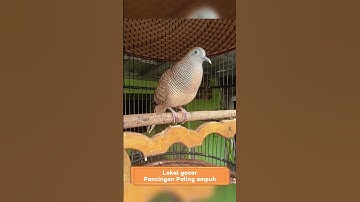 Zebra Dove call Perkutut Lokal Gacor Suara Topcer Pancingan Paling Ampuh  #perkututgacor #birds