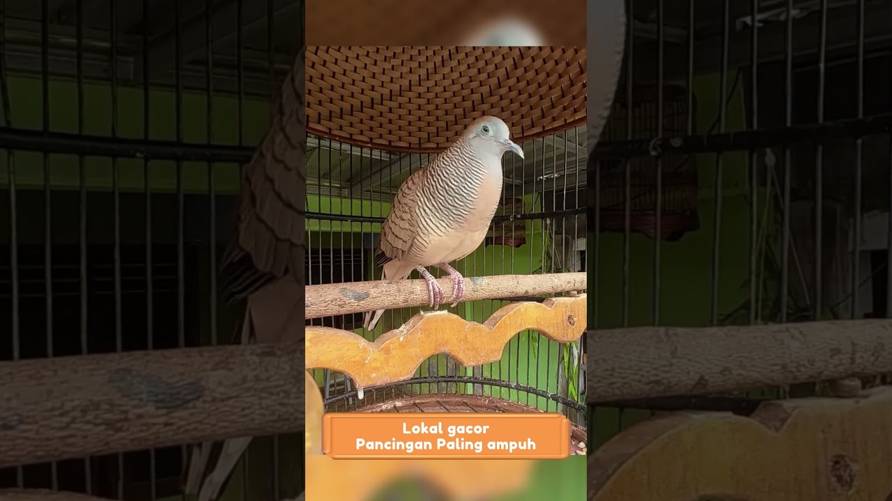Zebra Dove call Perkutut Lokal Gacor Suara Topcer Pancingan Paling Ampuh  