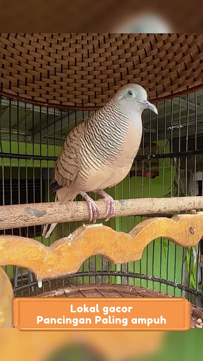 Zebra Dove call Perkutut Lokal Gacor Suara Topcer Pancingan Paling Ampuh  #perkututgacor #birds