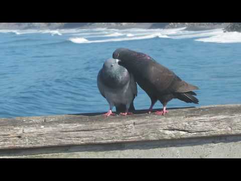 Pigeons courting, mating