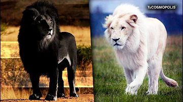 ¿Cómo son el león blanco?