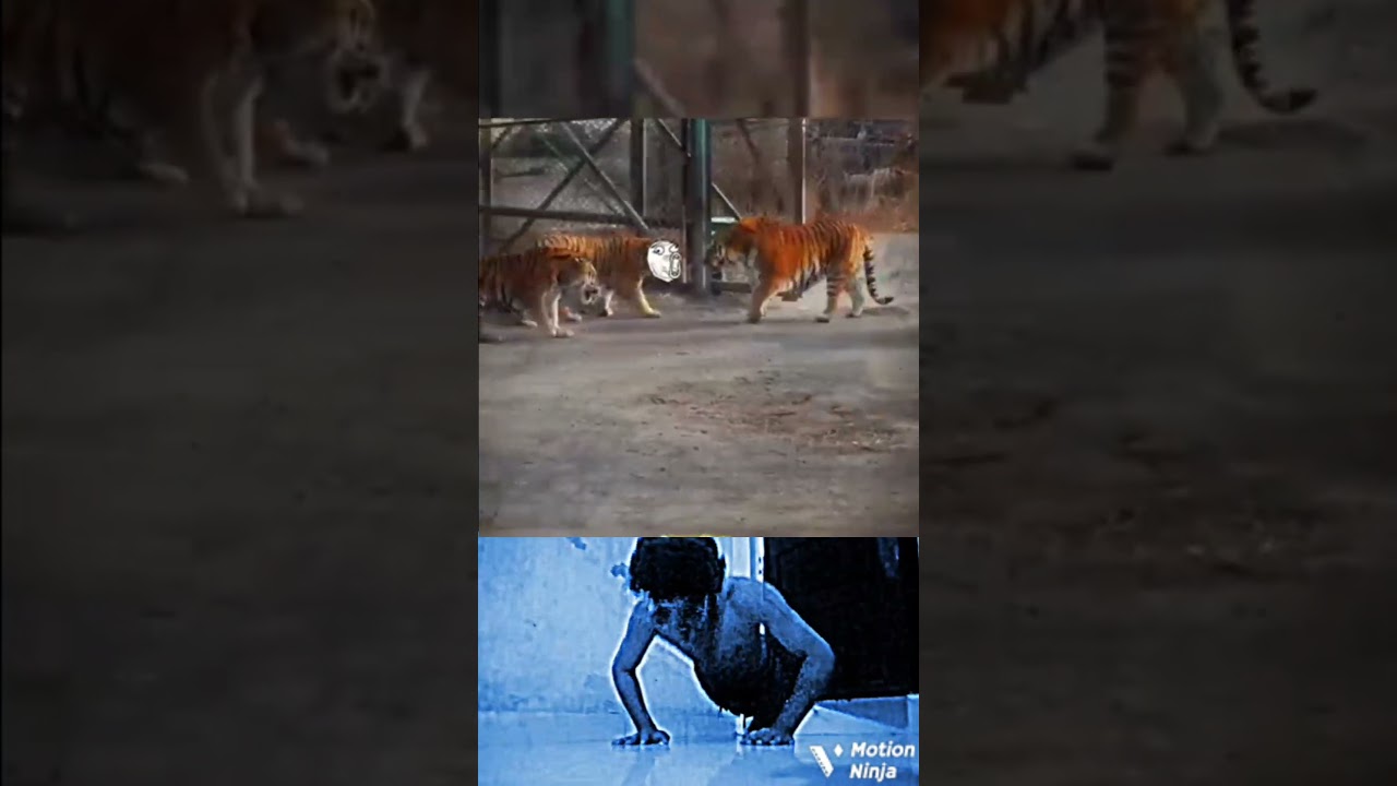 The Moment 💀 When Bengal Tiger Arrives 🐯 